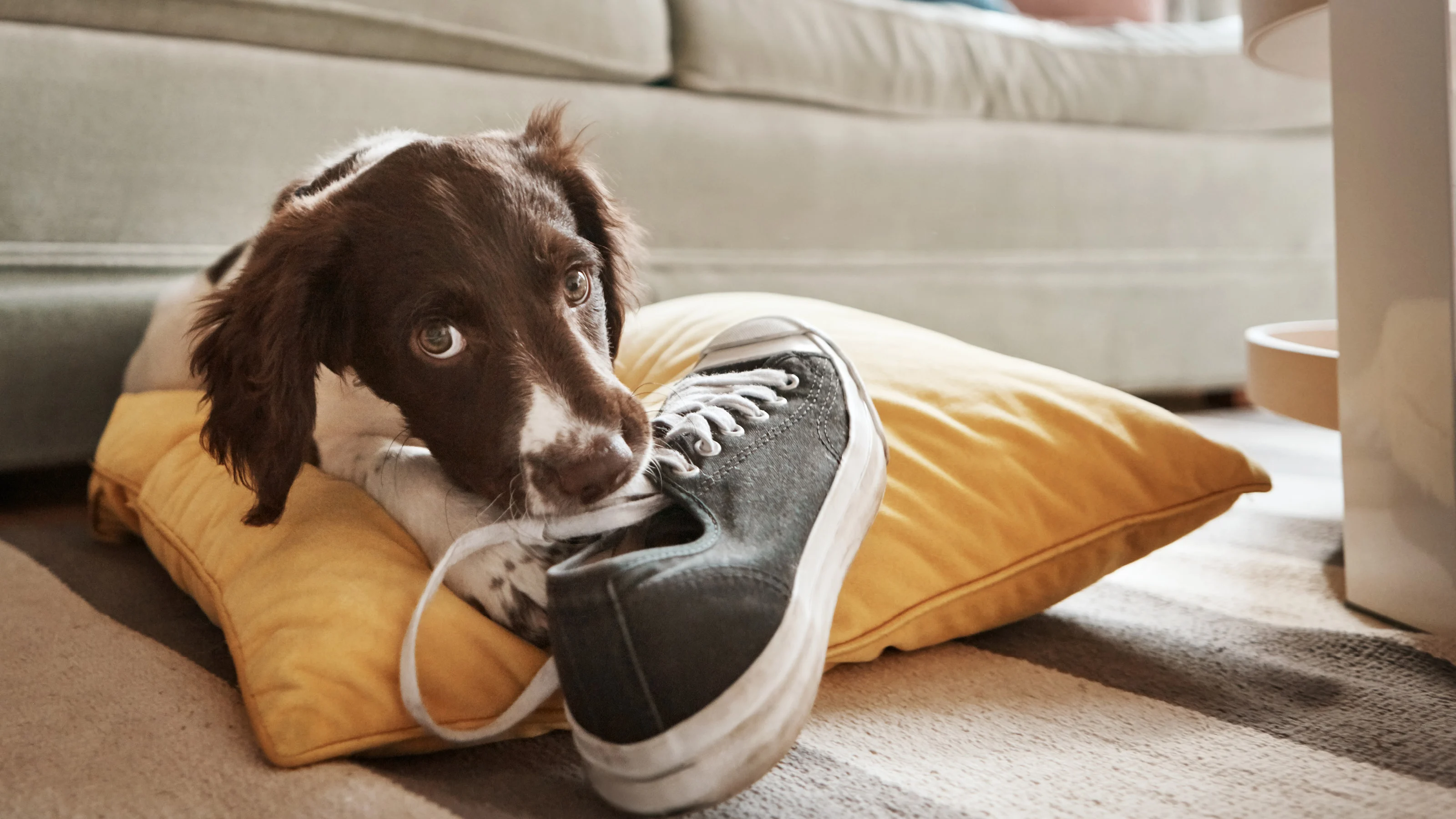 Pet care preparation